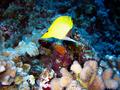 common longnose butterflyfish