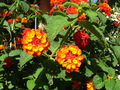 Pretty Red and Orange Flowers