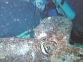 moorish idol w/diver