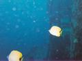 milletseed butterflyfish