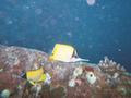 longnose butterflyfish