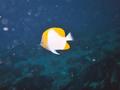 pyramid butterflyfish