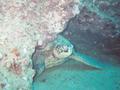 green sea turtle