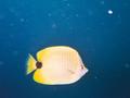 milletseed butterflyfish