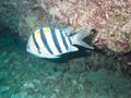 sergeant major fish