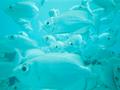 school of bigeye fish
