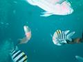 sergeant major fish and others