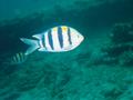 sergeant major fish