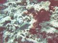 boxfish