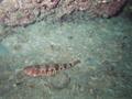 red lizard fish