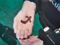 black leaf fish