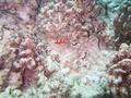 juvenile yellowtail coris