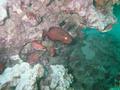 Hawaiian bigeye and squirrel fish