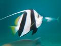 penant butterflyfish