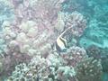 moorish idol