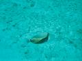 humuhumunukunukuapuaa