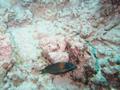 saddlefish