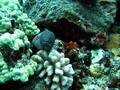 whitemouth moray