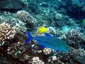 bluefin trevally