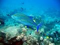 bluefin trevally