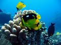 fourspot butterflyfish w/others