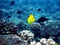 rare longnose butterflyfish