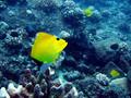 rare longnose butterflyfish