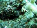 whitemouth moray