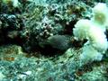 whitemouth moray