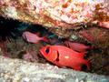 bigscale soldierfish