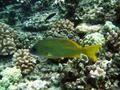 bluestripe snapper