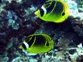 racoon butterlfyfish