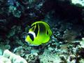 racoon butterflyfish