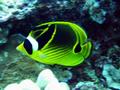 racoon butterflyfish