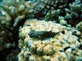 two-spot lizardfish