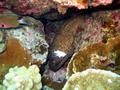 yellowmargin moray w/scar