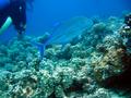 bluefin trevaly