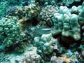 arc-eye hawkfish