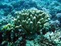 antler coral