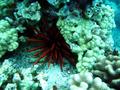 red pencil urchin