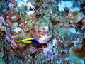 Hawaiian cleaner wrasse (adult)
