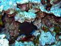 goldring surgeonfish
