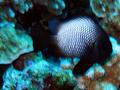 Hawaiian domino damselfish