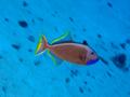 gilded triggerfish
