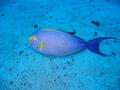 yellowfin surgeonfish