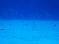 garden eels