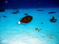 pinktail triggerfish