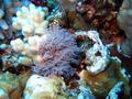 pretty coral