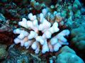 pretty coral