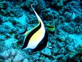 moorish idol